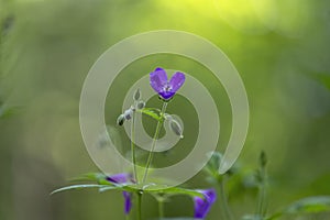 Woodland geranium Geranium sylvaticum, wood cranesbill