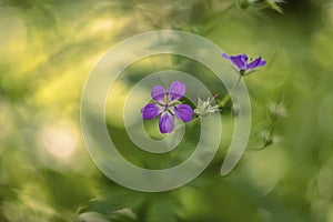 Woodland geranium Geranium sylvaticum, wood cranesbill