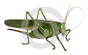 Woodland Grasshopper