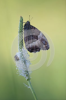Woodland grayling Hipparchia fagi butterfly and bee photo