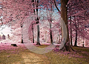 Infrared image of woodland grove with pink trees