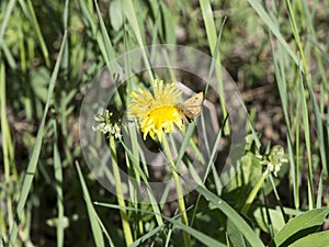 Woodland Hardhead Carterocephalus silvicola butterfly