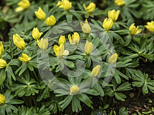Image of Yellow Aconites in flower