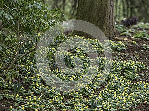 Woodland image of a carpet of Aconites in flower