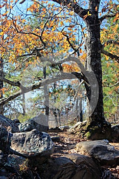 Woodland of Kennesaw Mountain