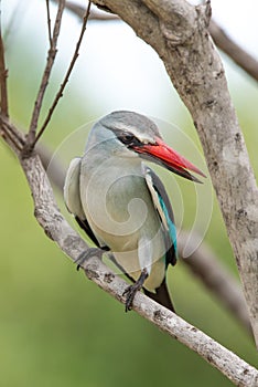 WOODLAND KINGFISHER 04