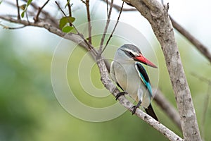 WOODLAND KINGFISHER 07