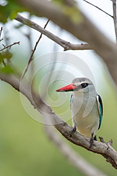 WOODLAND KINGFISHER 08