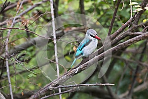 Woodland kingfisher