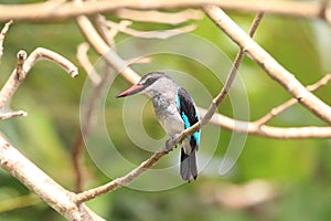 Woodland Kingfisher