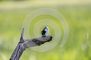 Woodland Kingfisher on branch