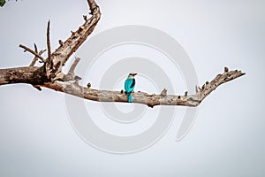 Woodland kingfisher on a branch.