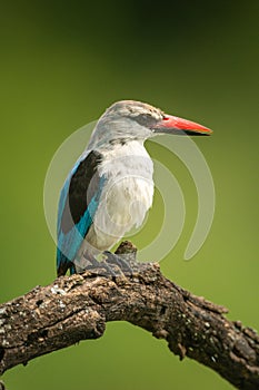 Woodland kingfisher facing right on dead branch