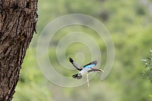 Woodland kingfisher flying away form his nest