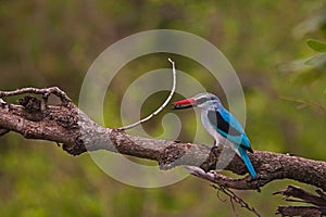 Woodland Kingfisher (Halcyon senegalensis) 13878