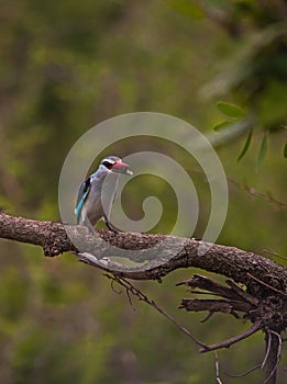 Woodland Kingfisher (Halcyon senegalensis) 13879