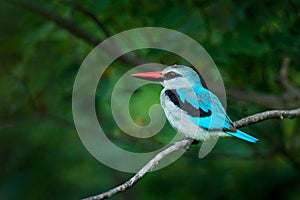 Woodland kingfisher, Halcyon senegalensis, detail of exotic African bird sitting on the branch in the green nature habitat, Moremi
