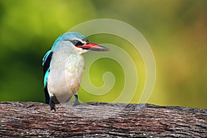 The woodland kingfisher Halcyon senegalensis sitting on the branch with green background. 