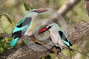 The woodland kingfisher Halcyon senegalensis sitting on the branch with green background, pair on the branch. Kingfisher with