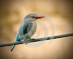 Woodland kingfisher in Kruger National Park