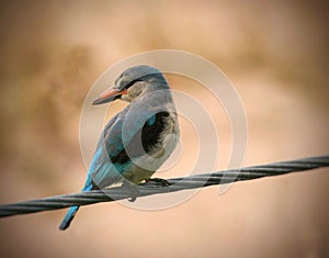 Woodland kingfisher in Kruger National Park