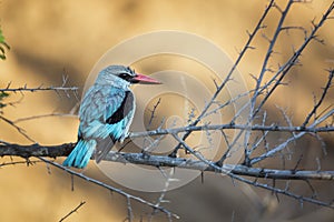 Woodland kingfisher in Kruger National park, South Africa