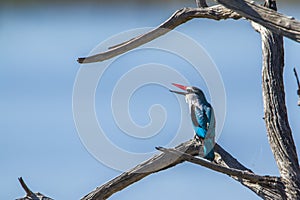 Woodland kingfisher in Kruger National park, South Africa