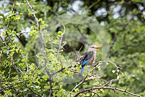Woodland kingfisher in Lake Manyara national park, Tanzania