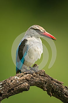 Woodland kingfisher looking down from dead branch