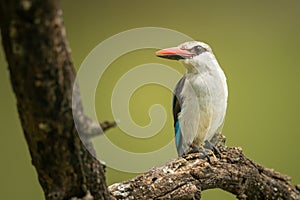 Woodland kingfisher looking left on dead branch