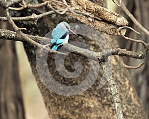Woodland kingfisher looking right