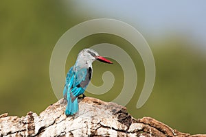 Woodland kingfisher looking to his side