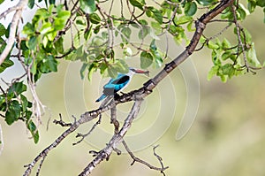 Woodland Kingfisher with lunch