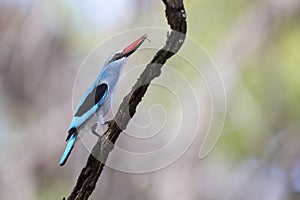 Woodland kingfisher perching with bright blue feathers on branch