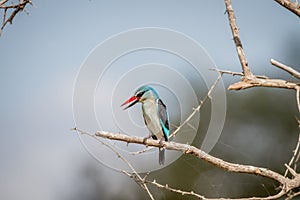 Woodland kingfisher sitting on a branch.