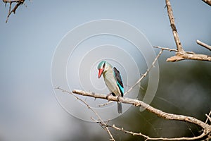 Woodland kingfisher sitting on a branch.