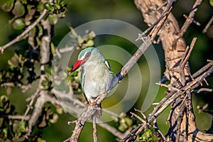 Woodland kingfisher sitting on a branch.