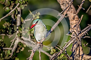 Woodland kingfisher sitting on a branch.