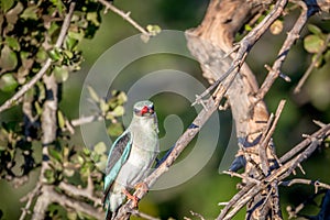 Woodland kingfisher sitting on a branch.