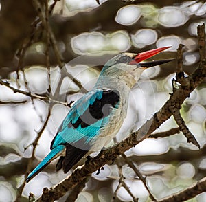 Woodland Kingfisher sitting in a tree singing