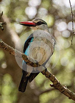 Woodland Kingfisher in a tree
