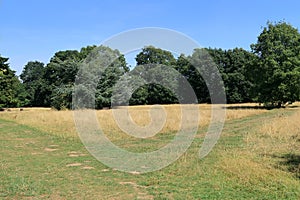 Woodland Landscape in North Kent