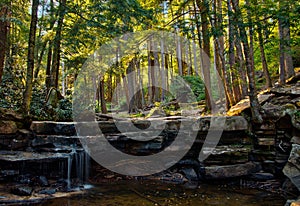 Woodland landscape in Swallow Falls State Park, Maryland