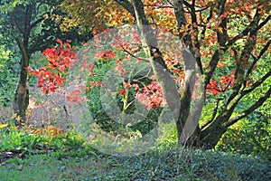 Woodland Light On Japanese Acer Tree