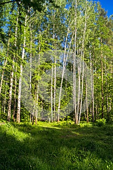 Vibrant summer landscape. Mixed forest on the sunny day.