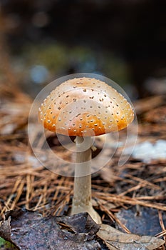 Woodland Mushroom with Leaves and Bokeh Background