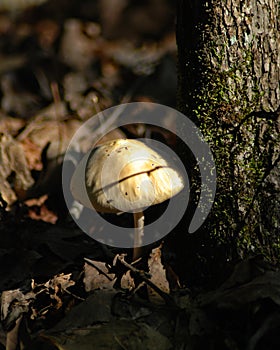 Woodland Mushroom tucked in next to a tree