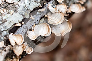 Woodland Mushrooms on a Decaying Log