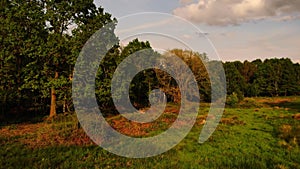 Woodland nature reserve in England wide aerial