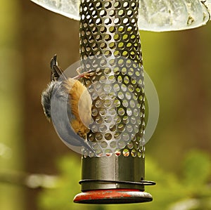 Woodland Nut Hatch